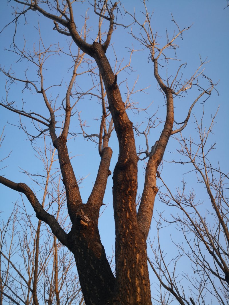 黄柏树苗东北黄菠萝规格全圃地一级树实地看苗