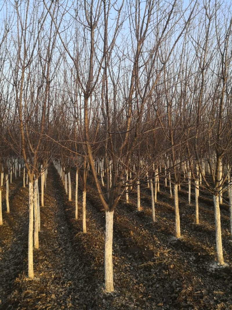 黄柏树苗东北黄菠萝规格全圃地一级树实地看苗