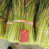 邳州精品蒜薹