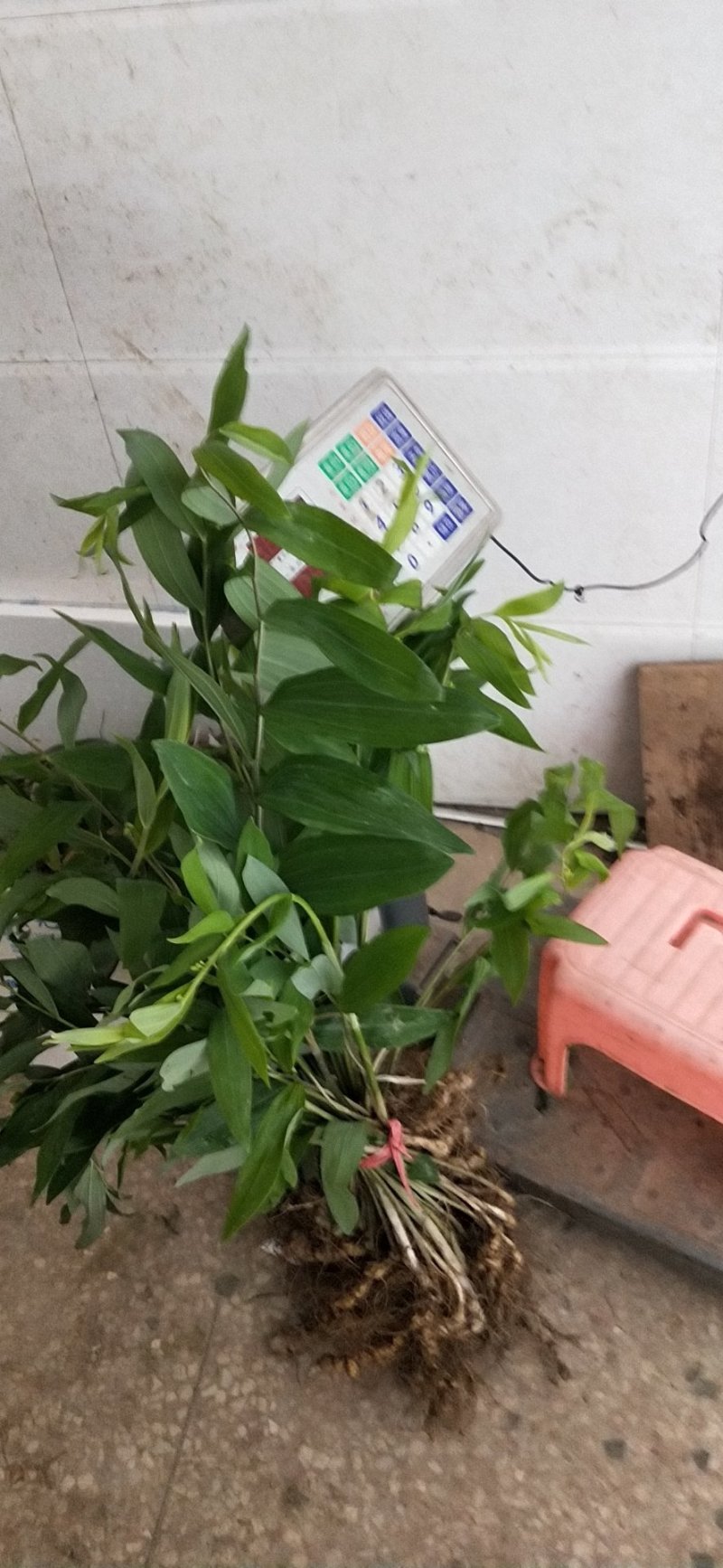 白芨种苗