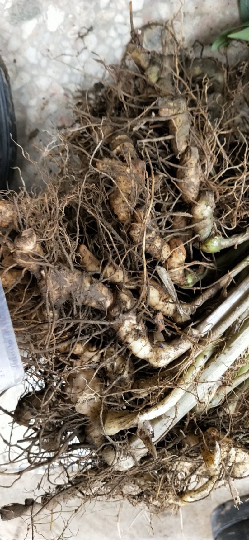 白芨种苗
