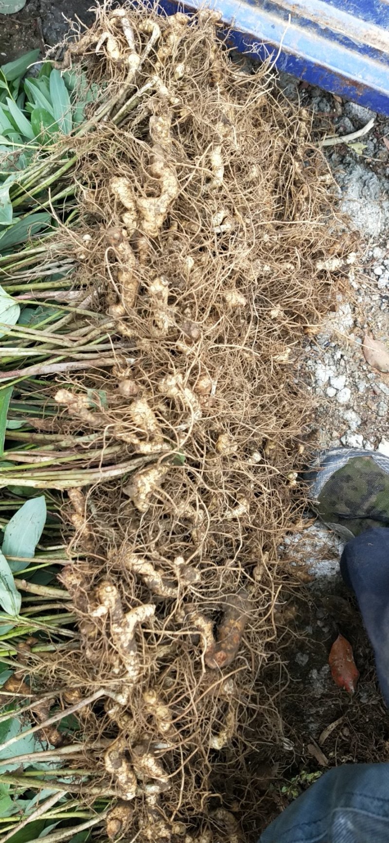 白芨种苗