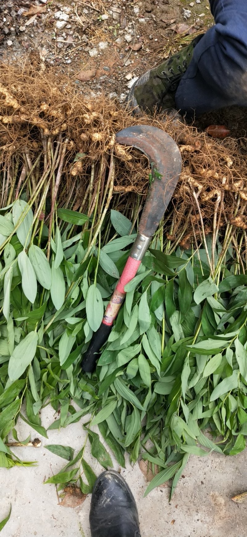 白芨种苗