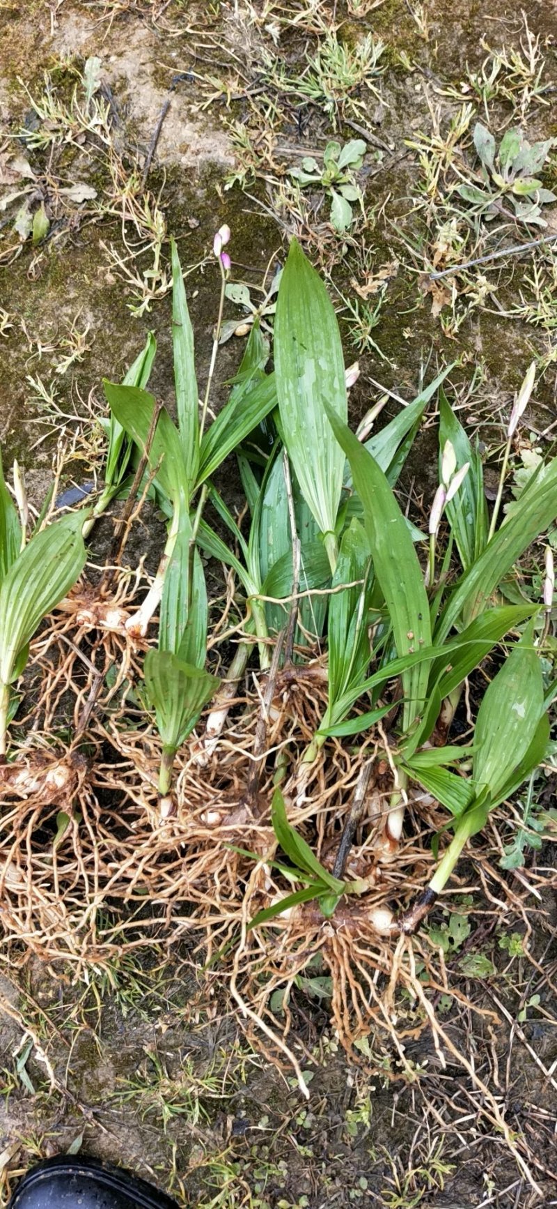 白芨种苗