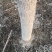 水曲柳东北水曲柳树苗圃地一级苗欢迎实地看苗订购