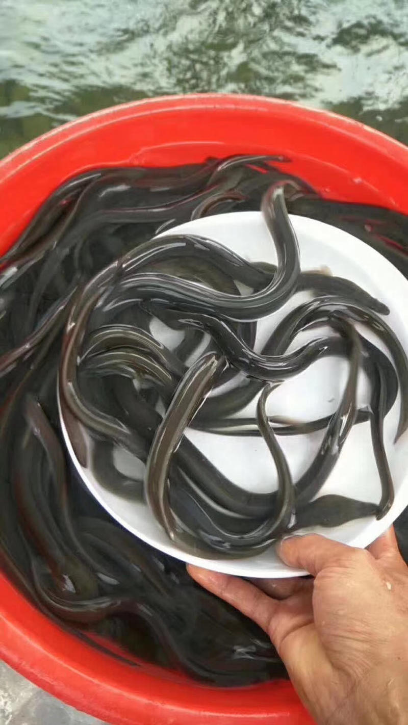 鳗鱼苗，日本鳗苗，欧洲鳗鱼，白鳗鱼一手货源保质保量