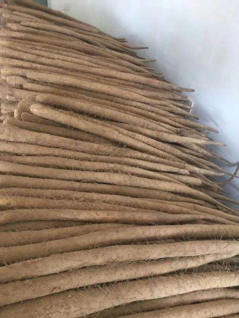正宗铁棍山药，现挖现发，可对接全国发货，可视频看货一条龙