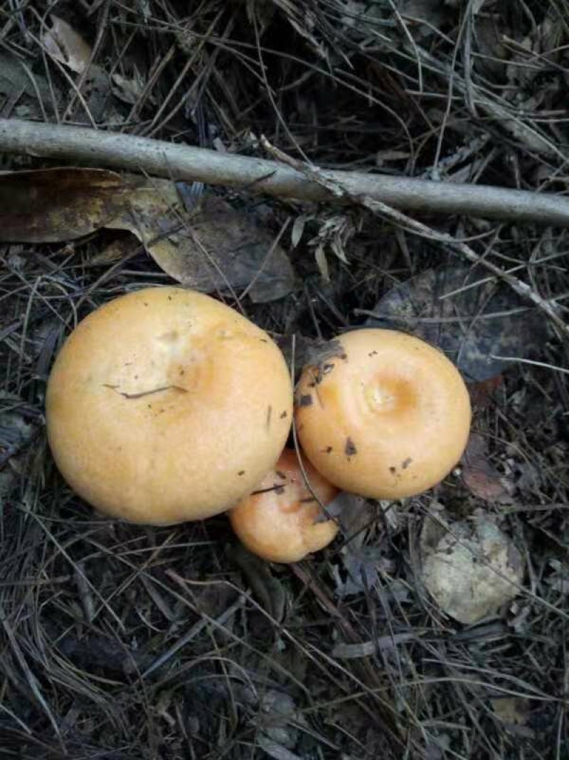 新鲜野生菌枞树菇松乳菇三九菇乌枞菌谷熟菌铜绿寒菌松树菌