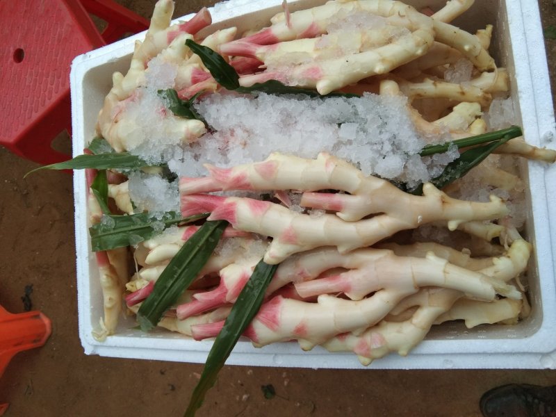 精品生姜质量好口感好