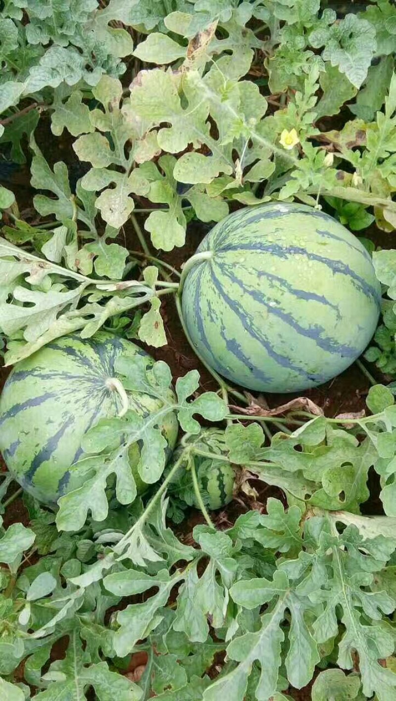 广西南宁市供应西瓜质量好，大量供应黑麒麟西瓜，黑美人西