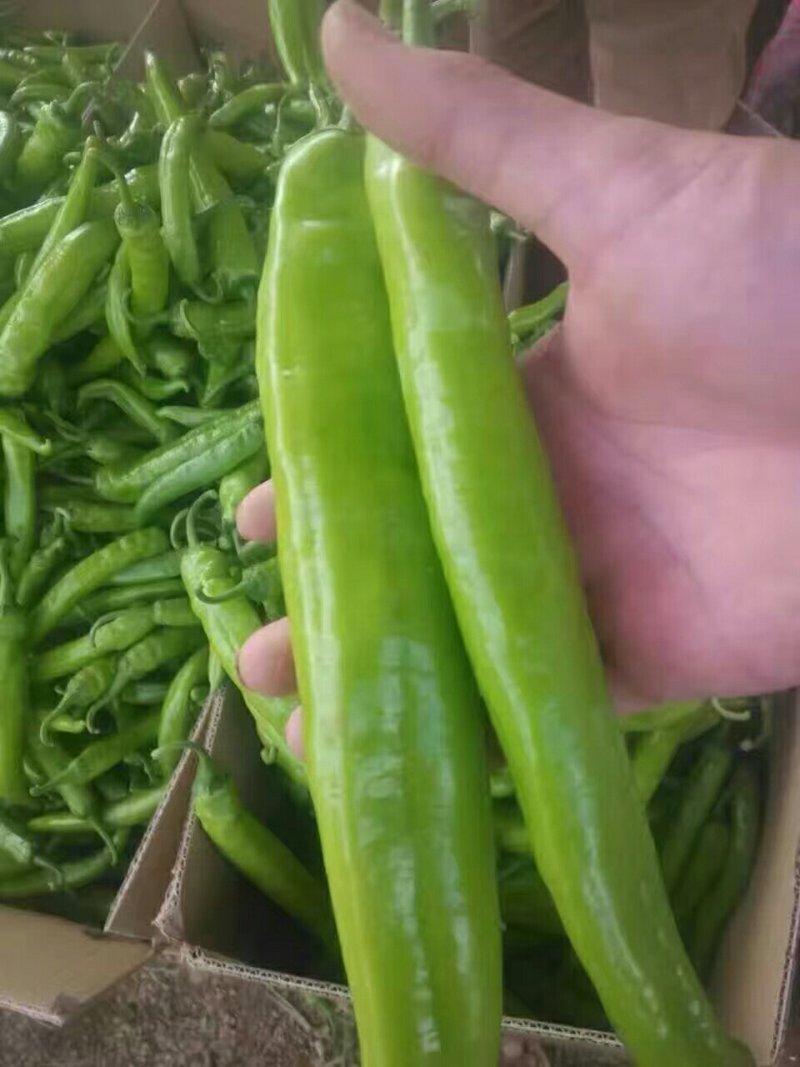 广西南宁市供应线椒，白辣椒，泡椒，豆角，茄子，质量好价