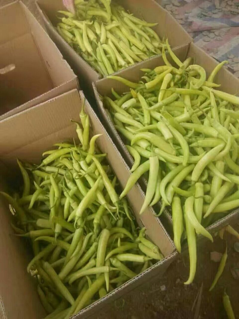 广西南宁市供应线椒，白辣椒，泡椒，豆角，茄子，质量好价