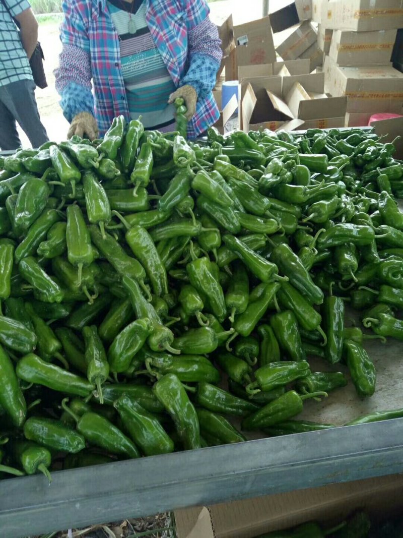 广西南宁市供应线椒，白辣椒，泡椒，豆角，茄子，质量好价