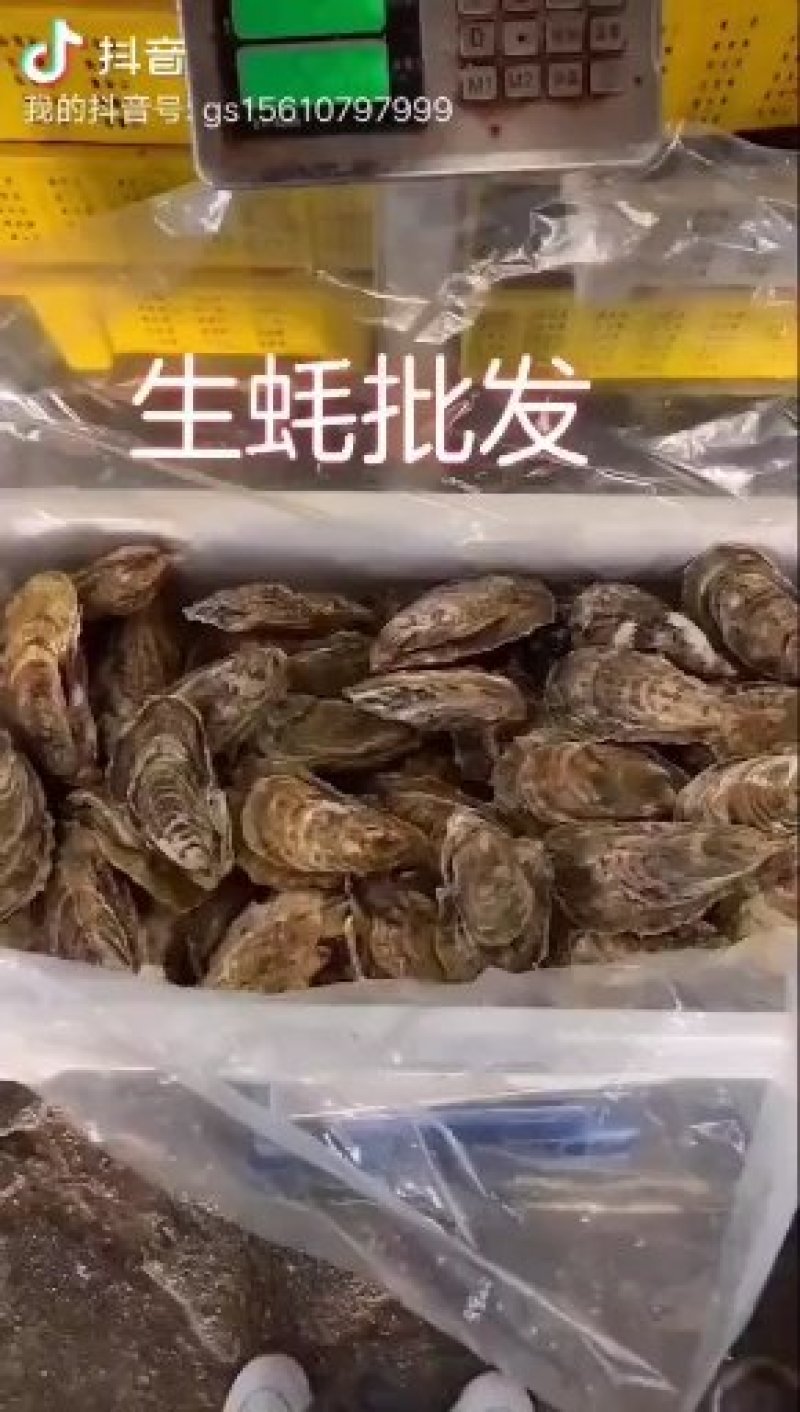 乳山生蚝乳山牡蛎鲜活6~8只/斤150斤批发
