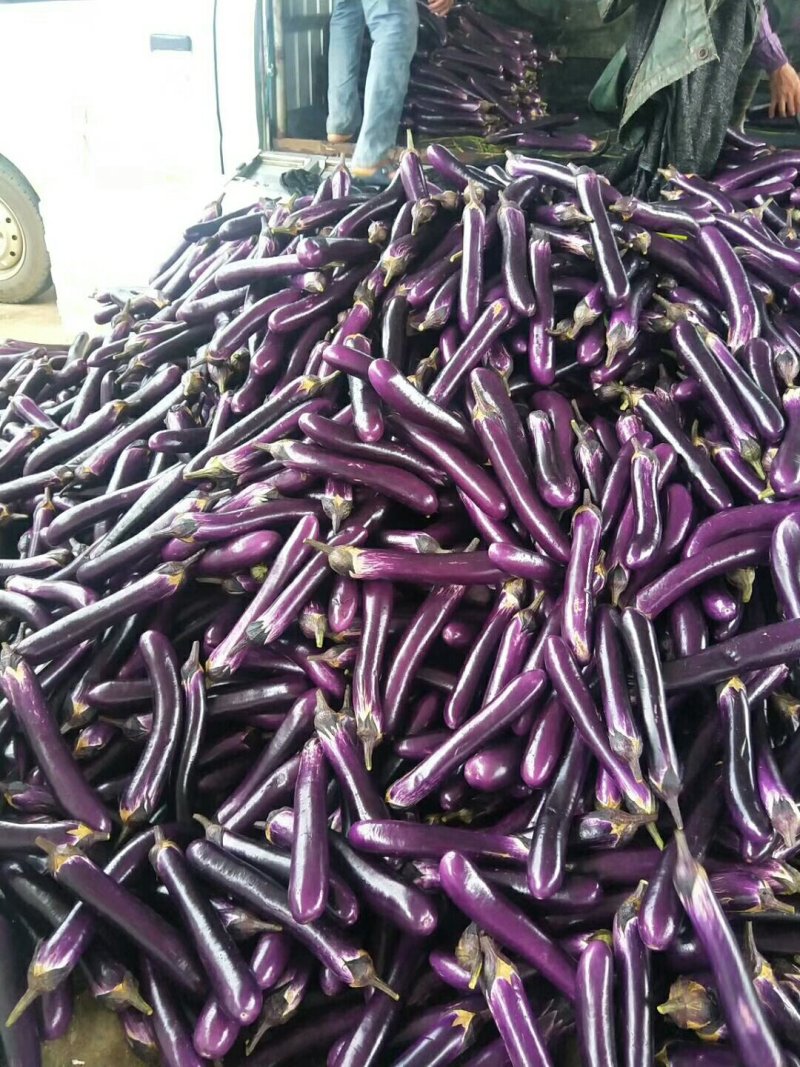 广西南宁市江南区供应茄子质量好价格合理需要发货的联系