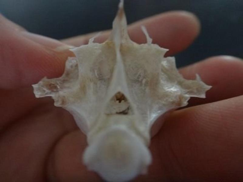 鱼脑石精选头骨中的鱼耳石一公斤起包邮
