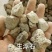 浮石海浮石生浮石煅浮石矿石类药材