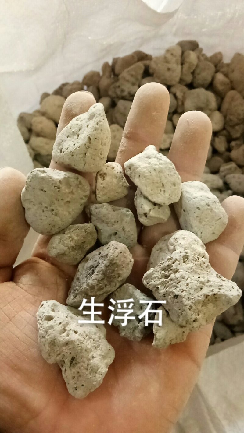 浮石海浮石生浮石煅浮石矿石类药材