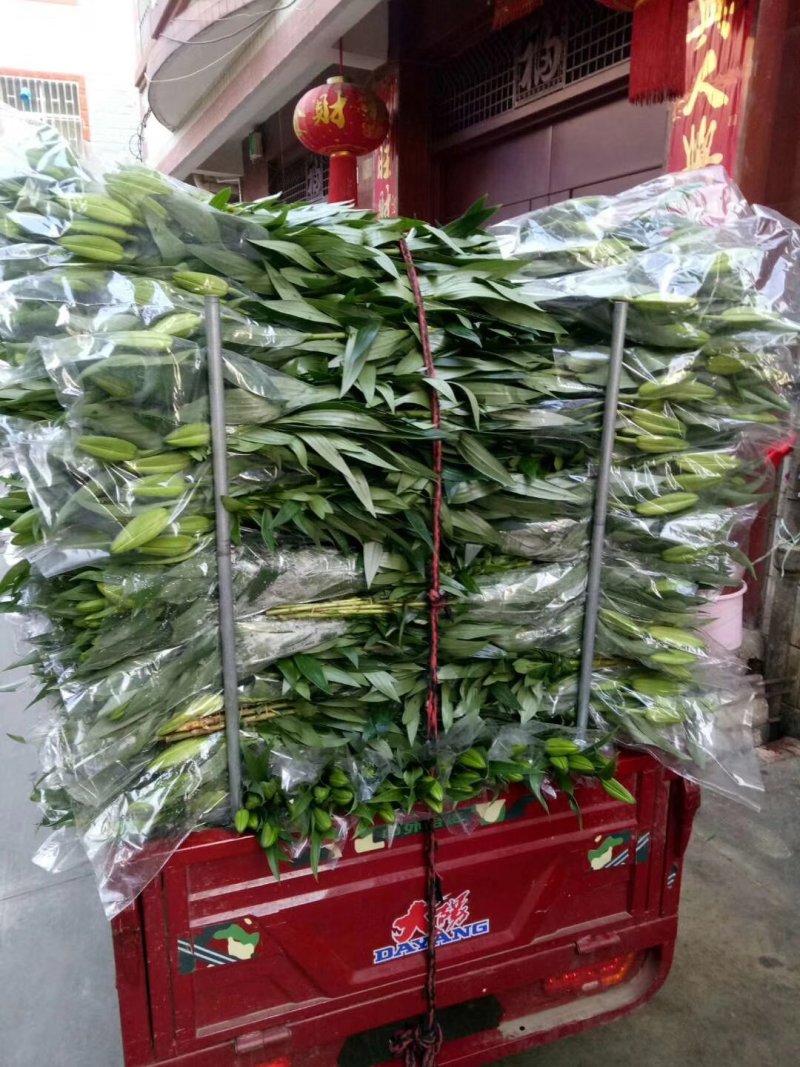 香水百合鲜切花黄百合粉百合基地大量供应保证质量售后