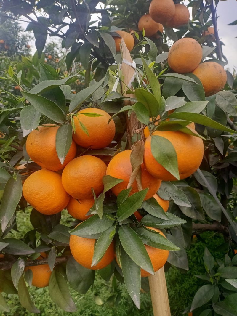 沃柑