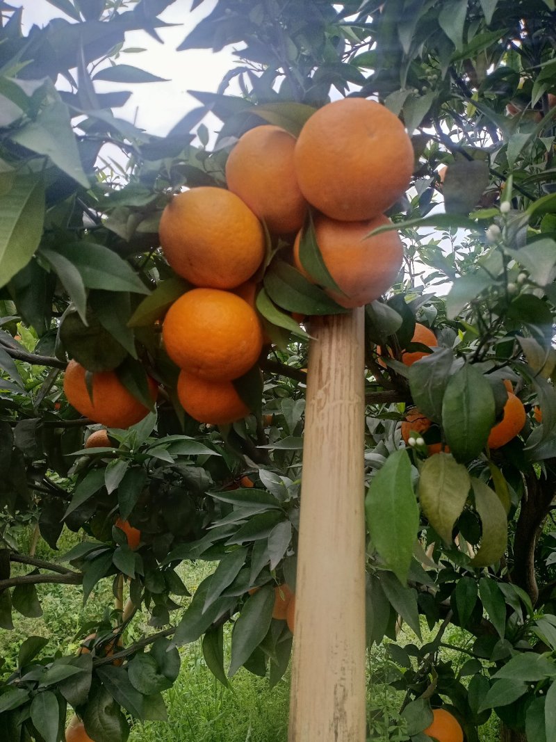 沃柑