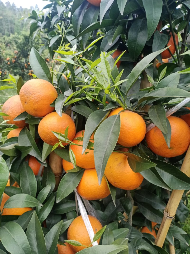 沃柑