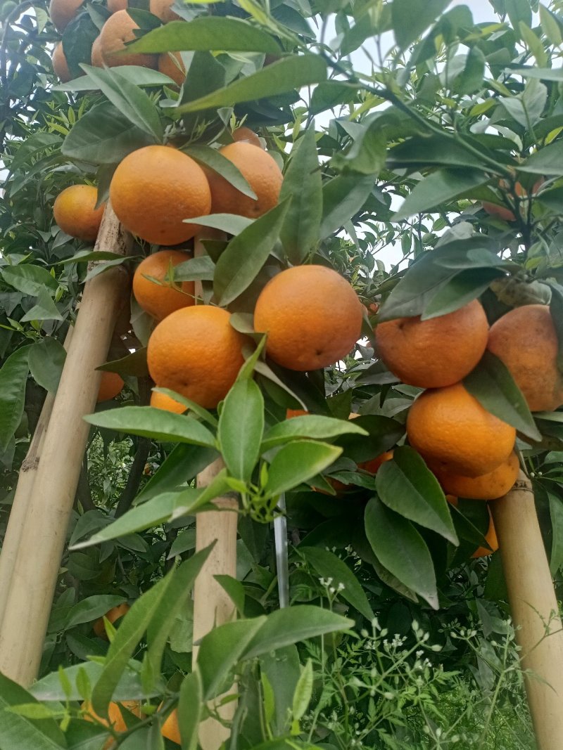 沃柑