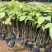 紫花风铃木，小苗20公分高-1米，苗木3-30公分直径