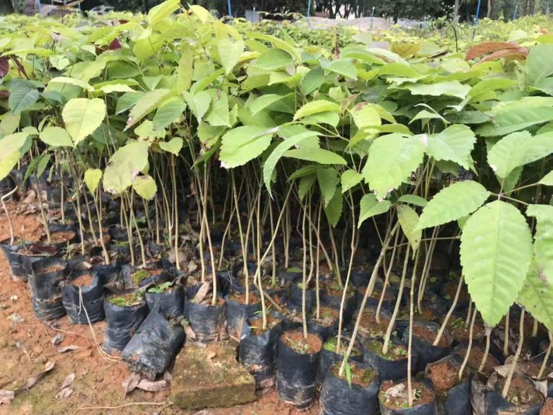 紫花风铃木，小苗20公分高-1米，苗木3-30公分直径