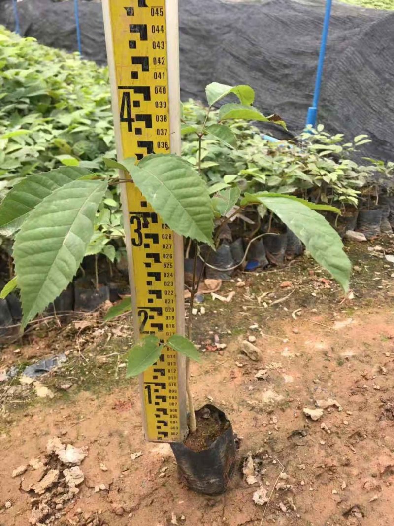 紫花风铃木，小苗20公分高-1米，苗木3-30公分直径