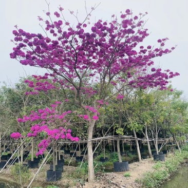 紫花风铃木，小苗20公分高-1米，苗木3-30公分直径