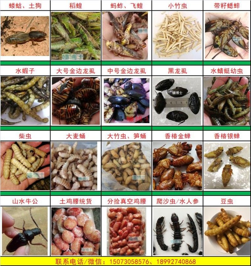 大麦蛹大麦虫蛹新鲜速冻长期批发