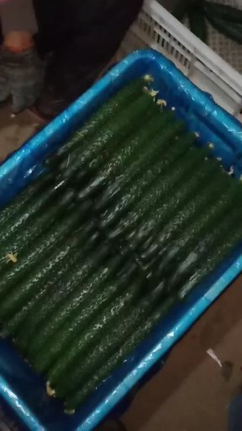 黄瓜上市了