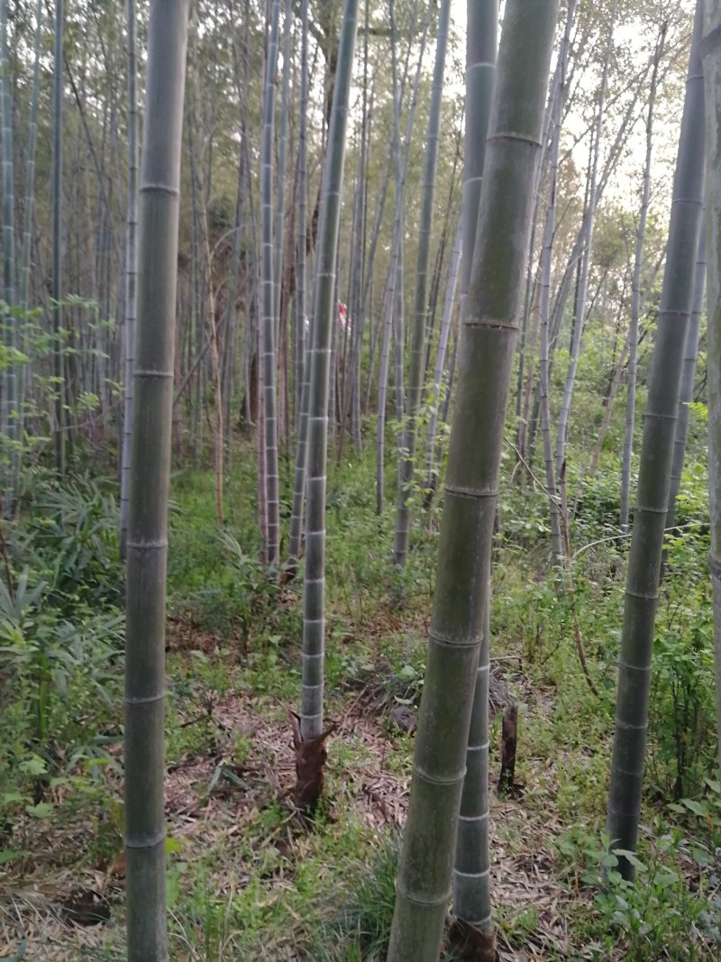 刚竹2-7毛竹5-10公分大量出售