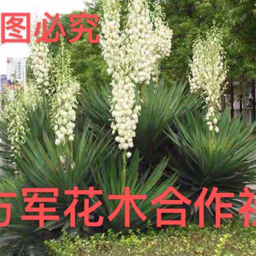 凤尾兰剑麻免费包邮规格齐全全部现挖现卖