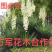 凤尾兰剑麻免费包邮规格齐全全部现挖现卖