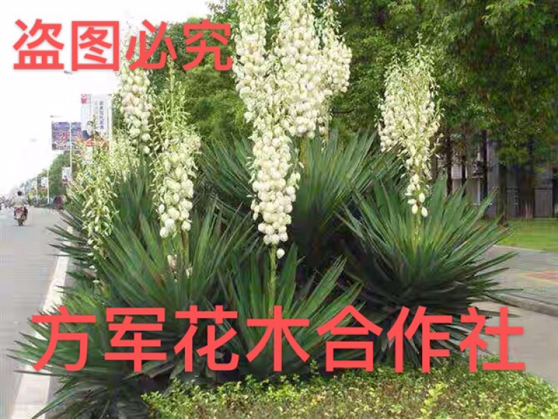 凤尾兰剑麻免费包邮规格齐全全部现挖现卖