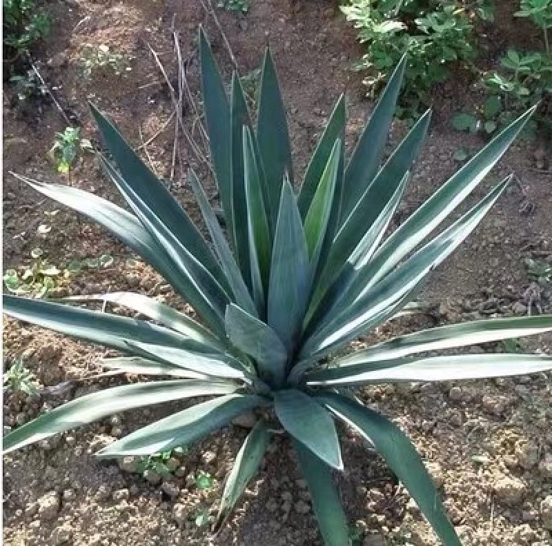 凤尾兰剑麻免费包邮规格齐全全部现挖现卖
