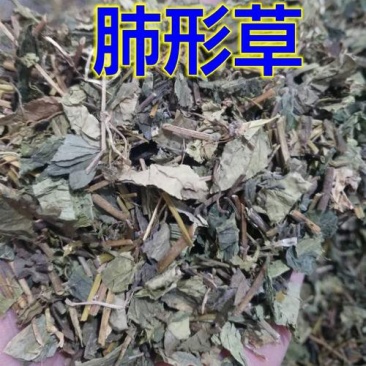肺形草，常年批发供应冷背中药材，肺形草，正品
