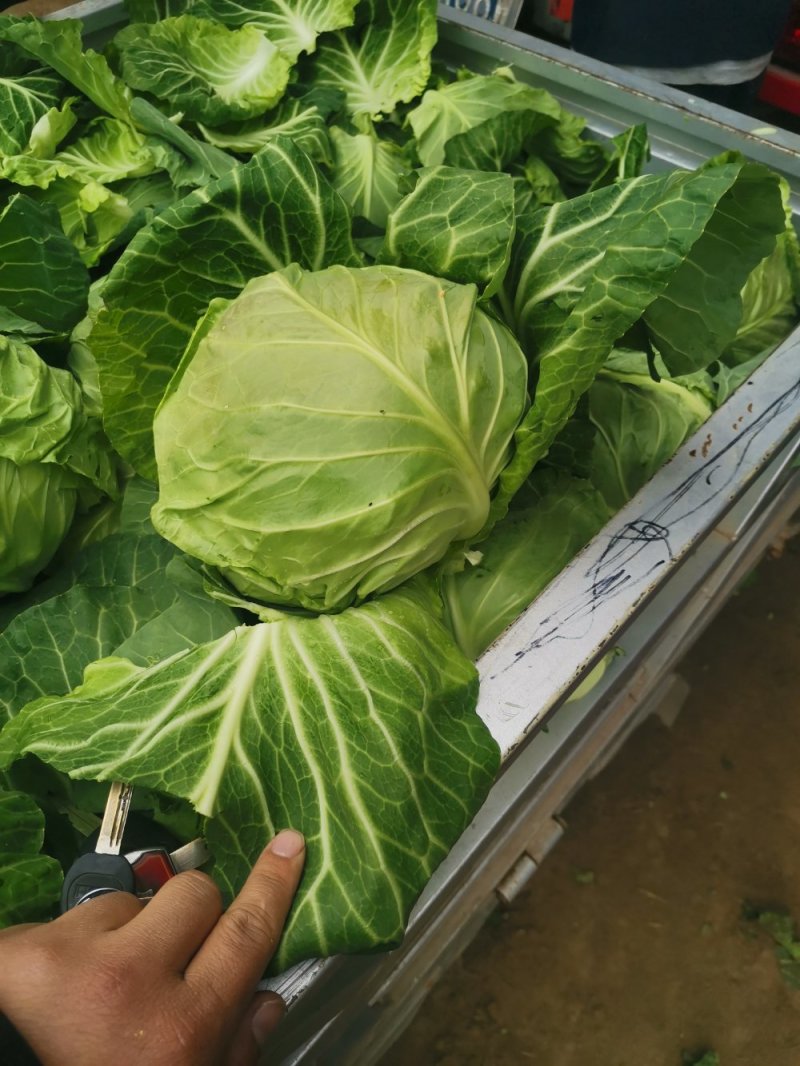 中甘甘蓝，3月底大量上市，品种优良价格合理