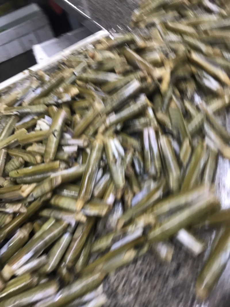 竹节成，大蛏王