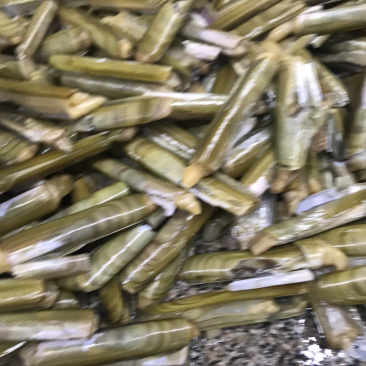 竹节成，大蛏王