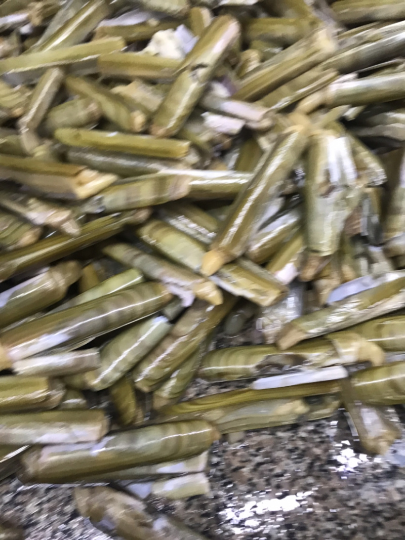竹节成，大蛏王