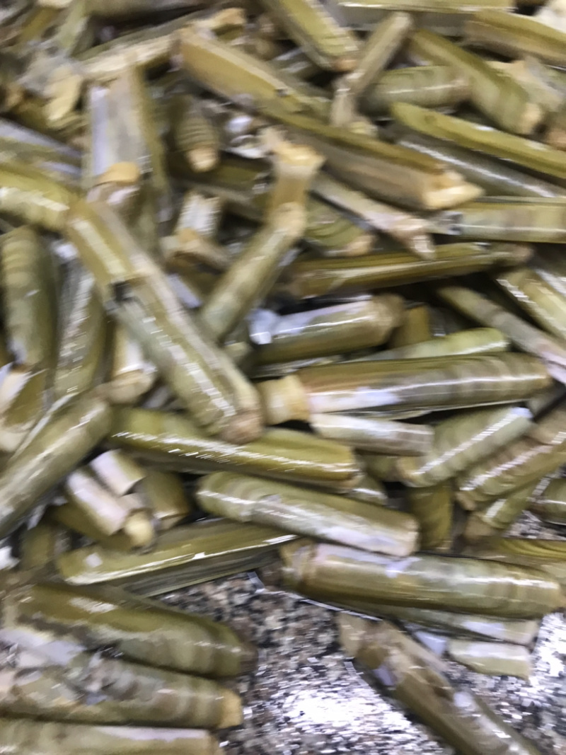 竹节成，大蛏王