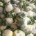 南阳有机花菜散花75天和85天上市了松花菜花型白质量好
