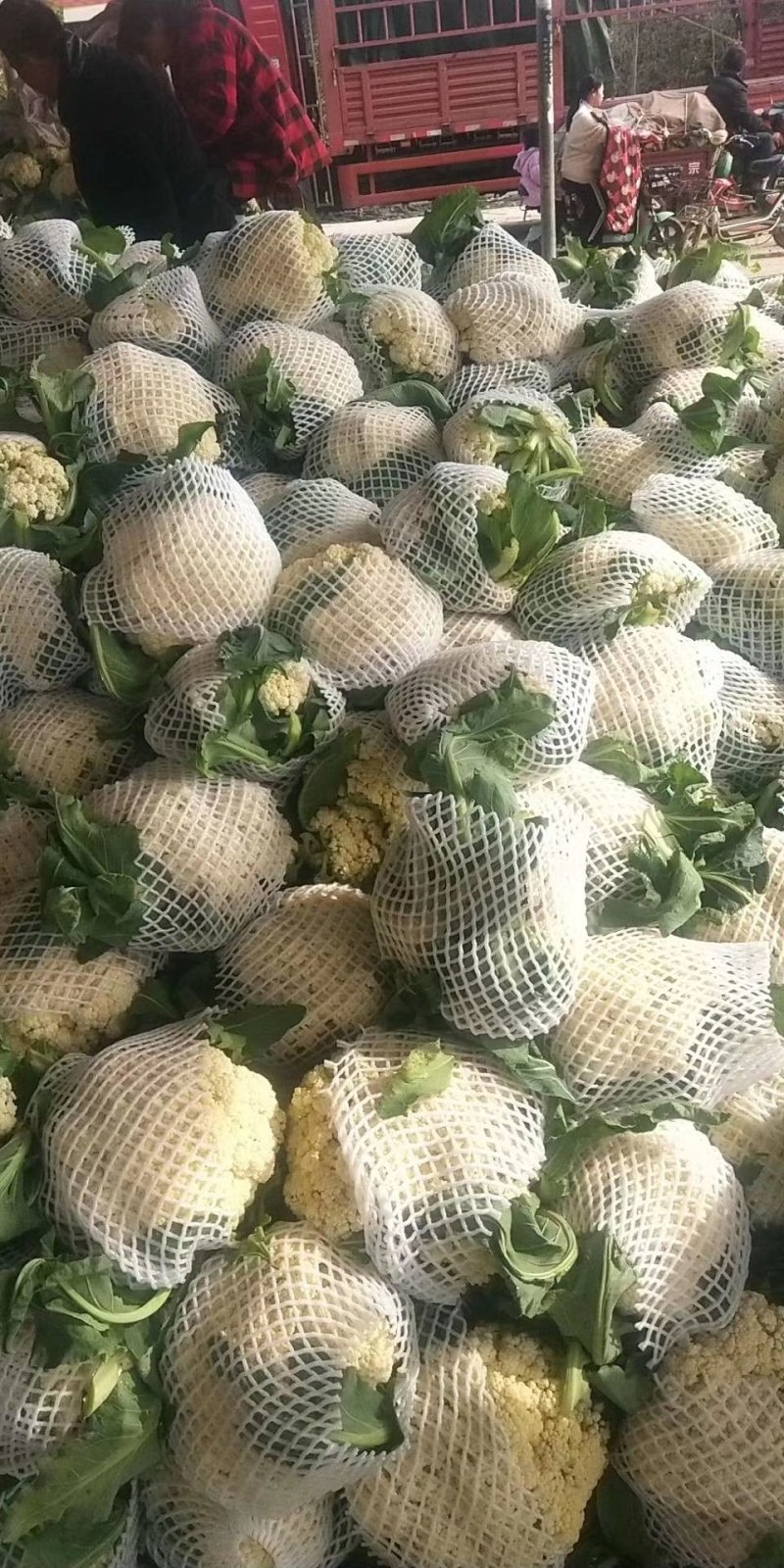 南阳有机花菜散花75天和85天上市了松花菜花型白质量好