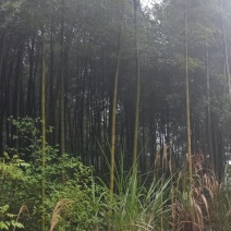 毛竹