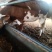 出售西门塔尔牛肉牛牛犊肉牛养殖肉牛价格