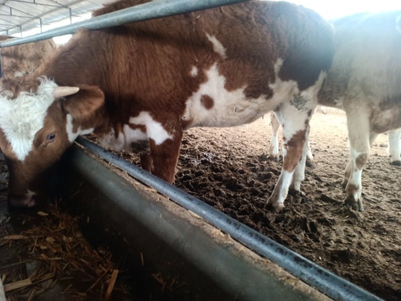 出售西门塔尔牛肉牛牛犊肉牛养殖肉牛价格
