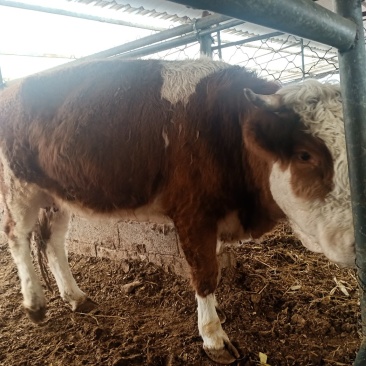 出售西门塔尔牛肉牛牛犊肉牛养殖肉牛价格